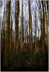 More Trees in Pollock Park, Glasgow