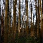 More Trees in Pollock Park, Glasgow