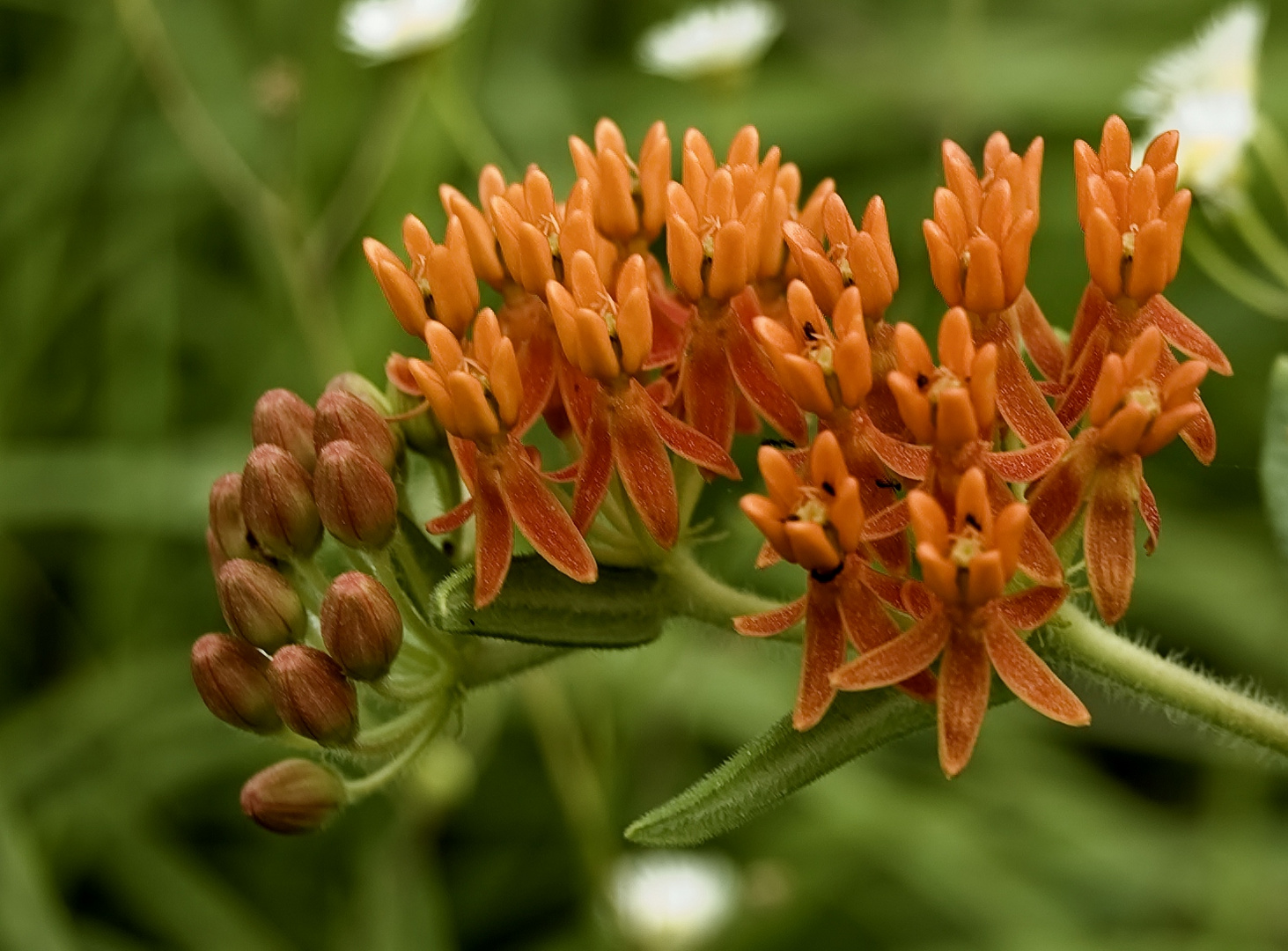 More Wild Flowers From Lake Conway