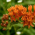 More Wild Flowers From Lake Conway