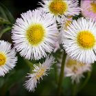 More Wildflowers along the back fence......