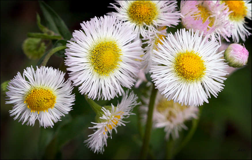 More Wildflowers along the back fence......