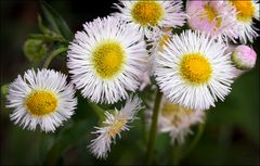 More Wildflowers along the back fence......