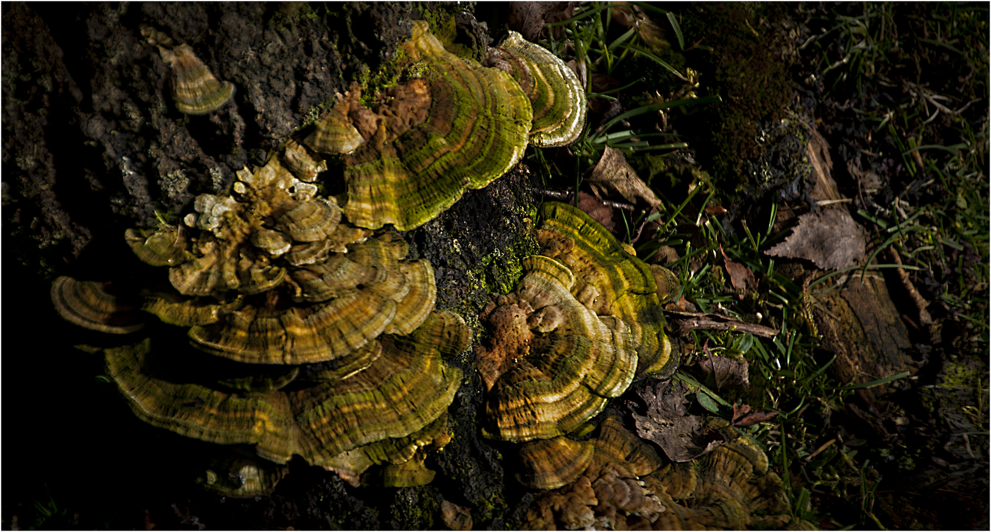 Moree bracket fungi