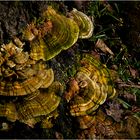 Moree bracket fungi