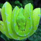 Morela viridis