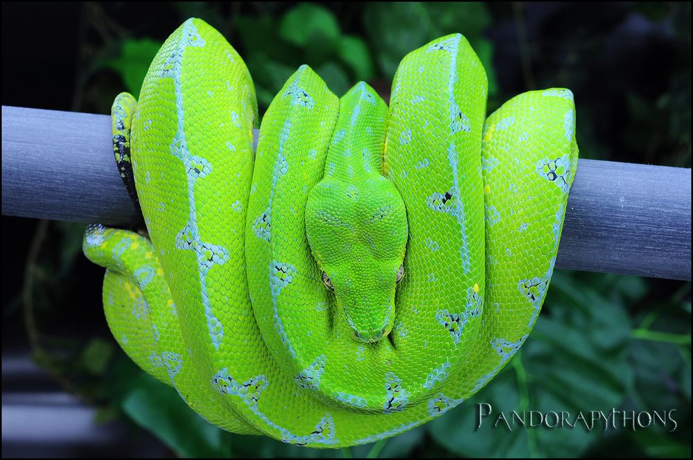 Morela viridis