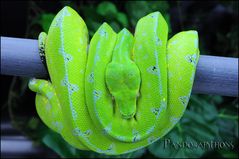 Morela viridis