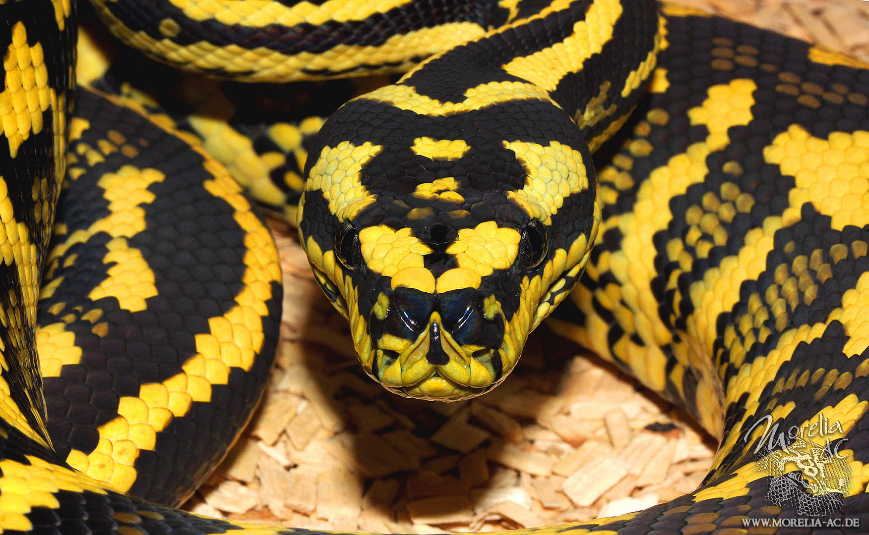 Morelia Spilota Cheynei Foto Bild Tiere Haustiere Terraristik Bilder Auf Fotocommunity