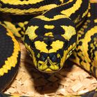 Morelia spilota cheynei