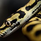 Morelia Spilota Cheynei