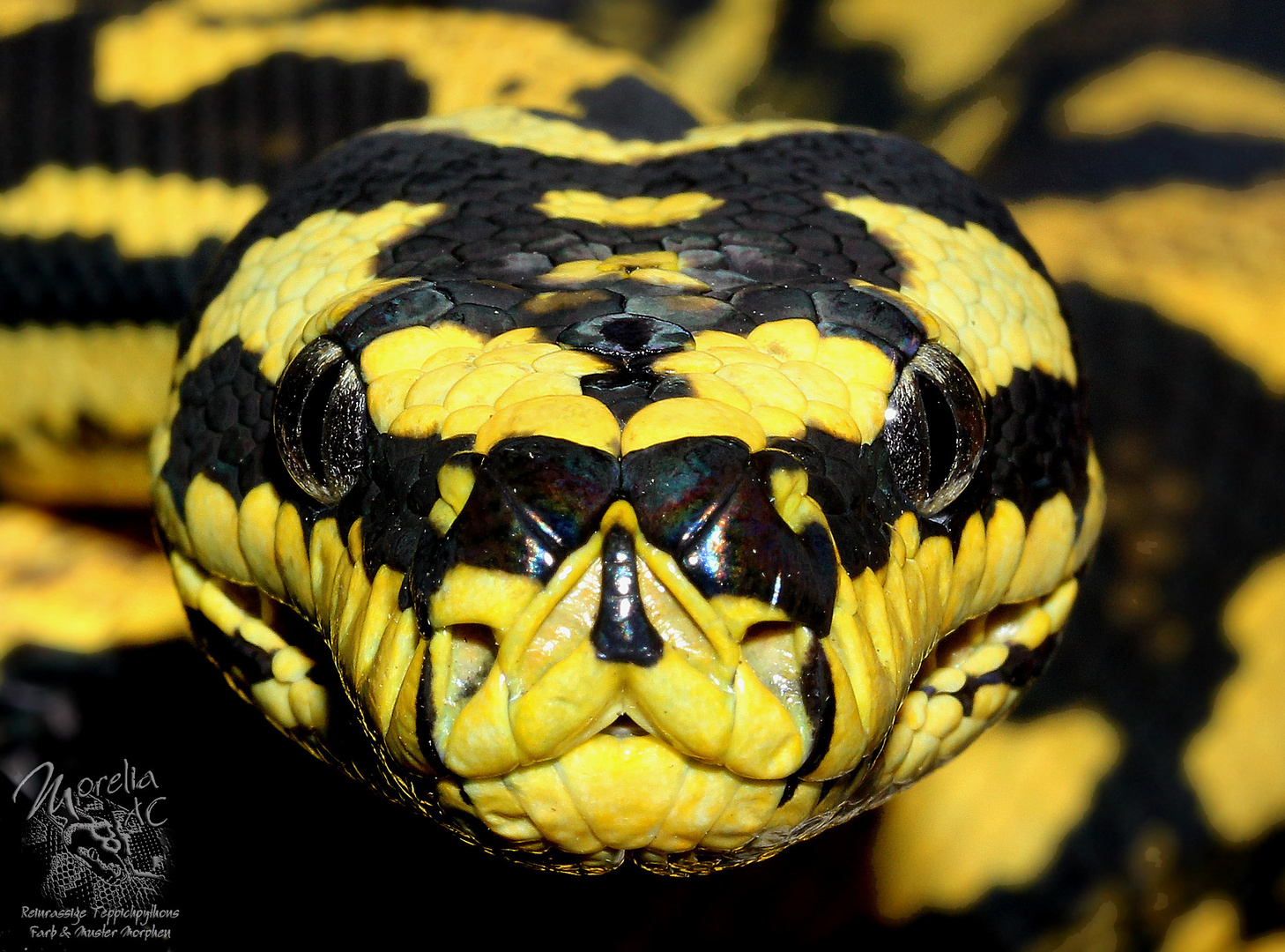 Morelia Spilota Cheynei Foto Bild Tiere Haustiere Terraristik Bilder Auf Fotocommunity
