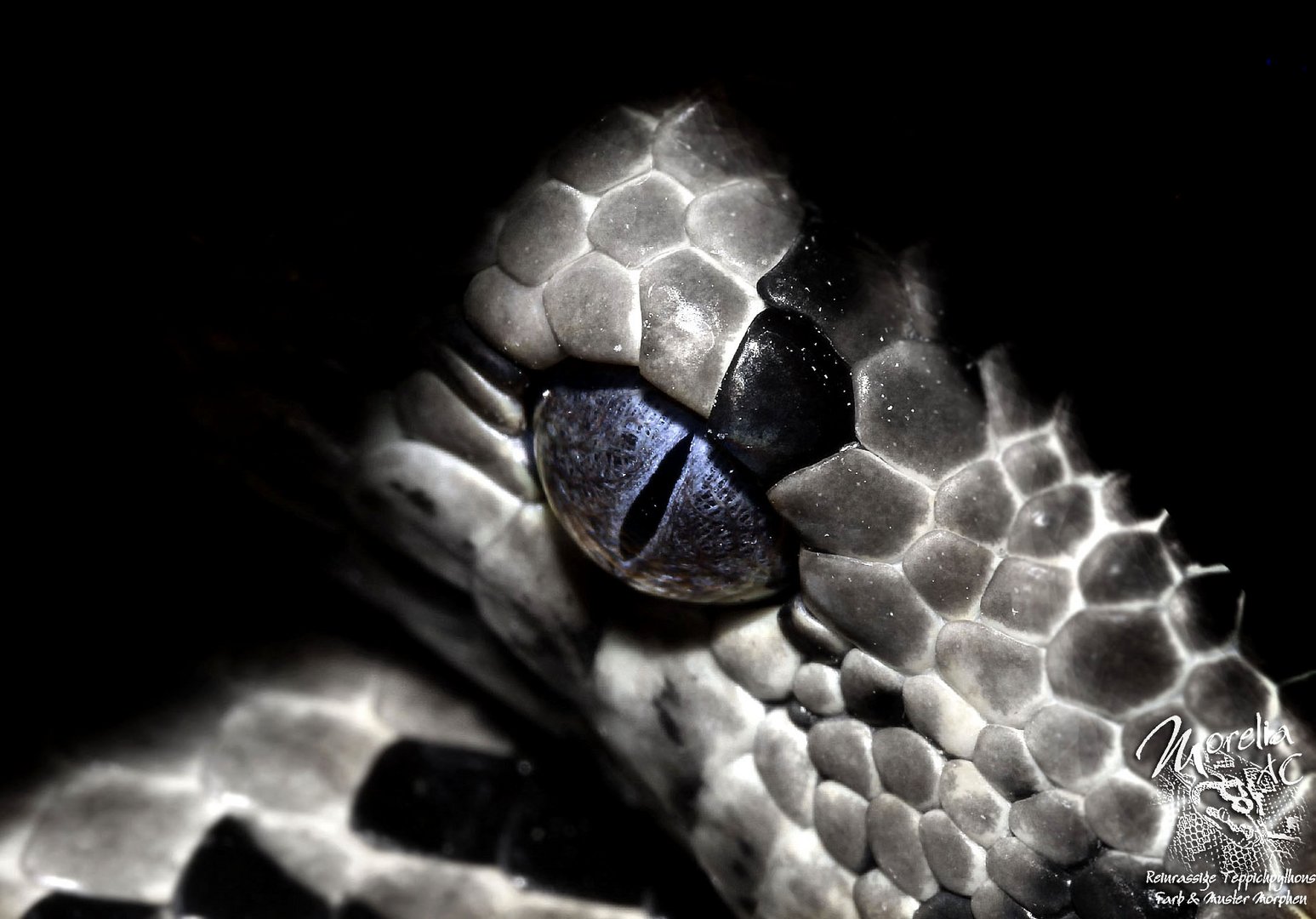 Morelia spilota ssp. - Bredli Jaguar