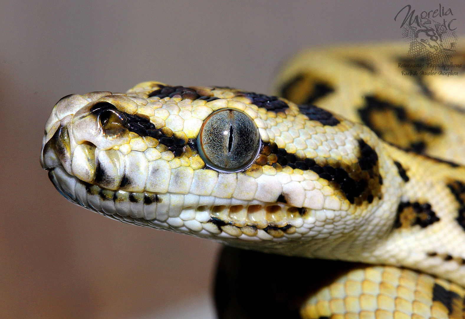 Morelia spilota ssp. - Diamant Bredli Jaguar