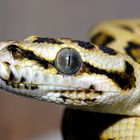 Morelia spilota ssp. - Diamant Bredli Jaguar