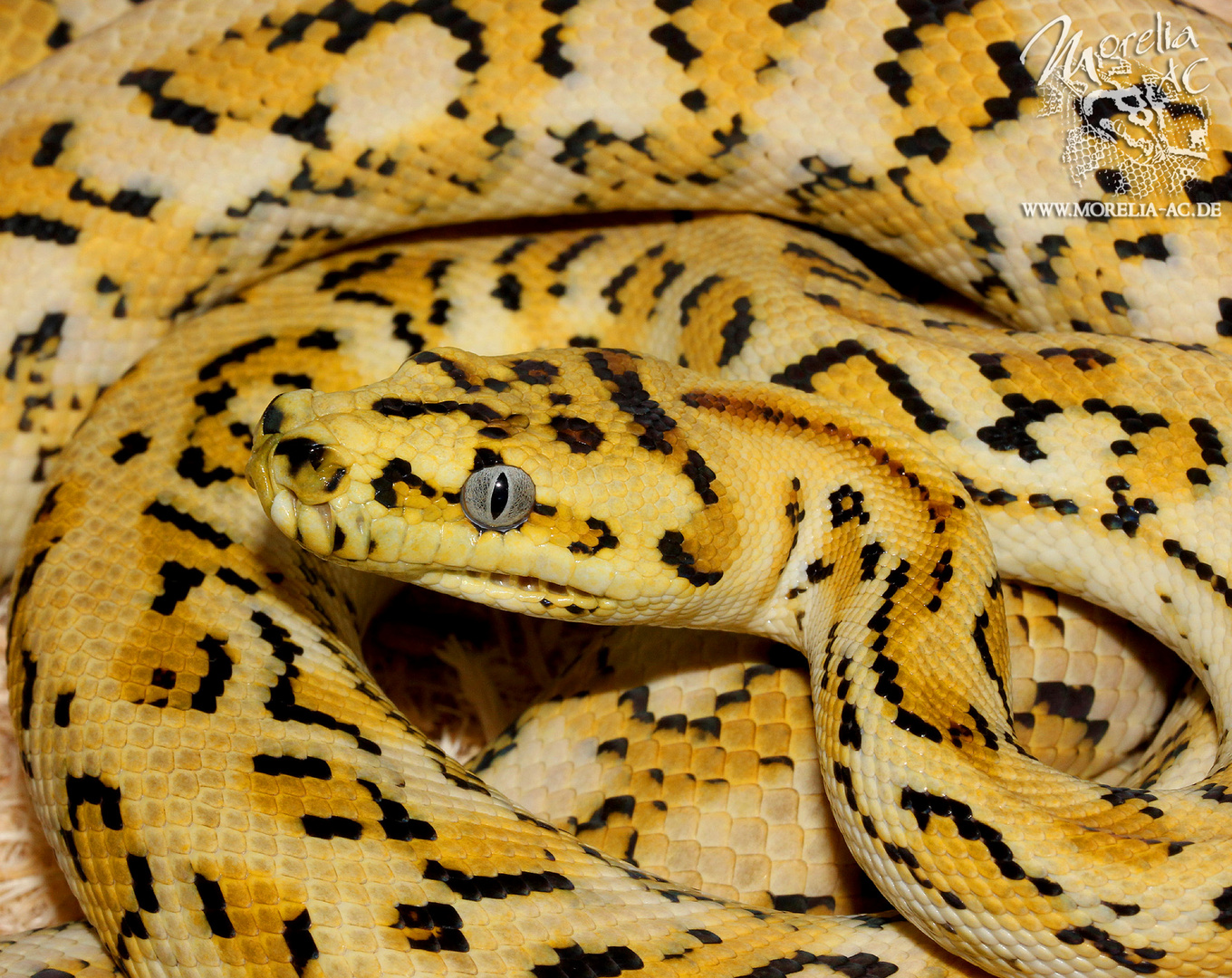 Morelia spilota ssp. - Diamant Bredli Jaguar