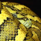 Morelia spilota ssp. - Diamant Bredli Jaguar