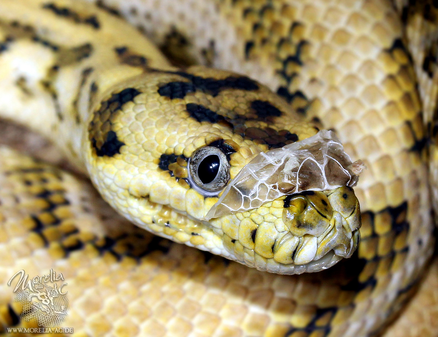 Morelia spilota ssp. - Diamant Bredli Jaguar