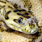 Morelia spilota ssp. - Diamant Bredli Jaguar