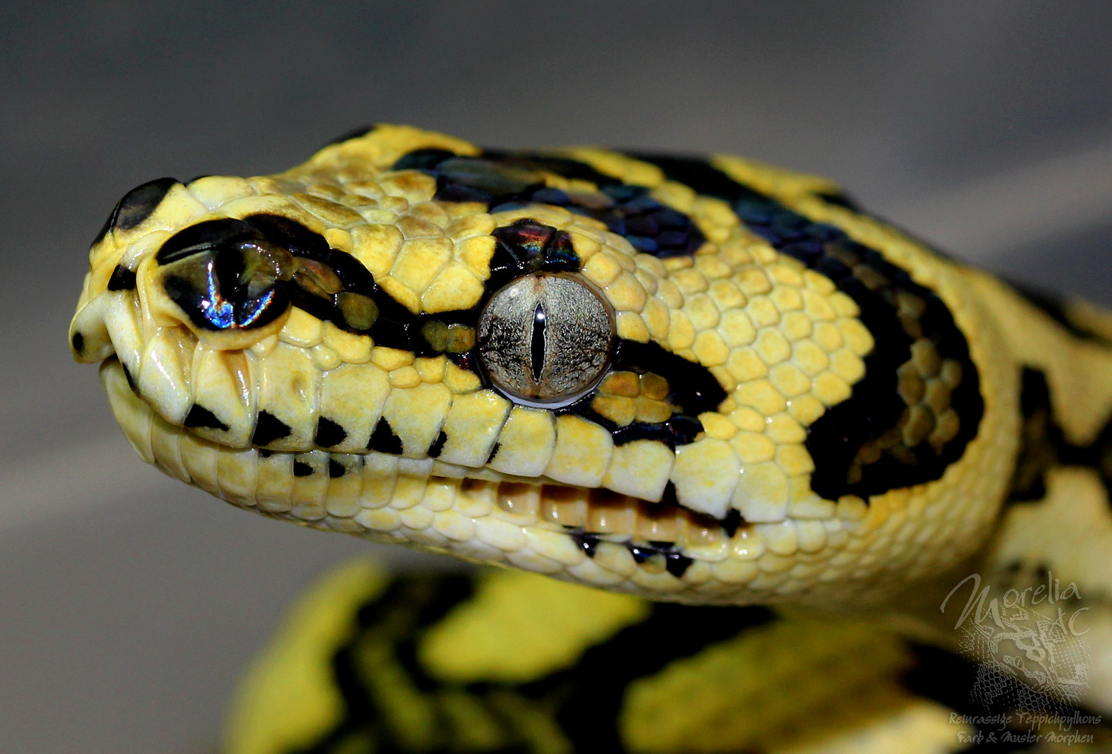 Morelia spilota ssp. - Diamant Jungle Jaguar