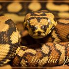 Morelia Spilota Teppichpython