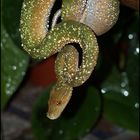 Morelia Viridis 0.01 Biak / Sorong Baumpython