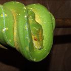 Morelia Viridis 0.1 Biak / Sorong Baumpython