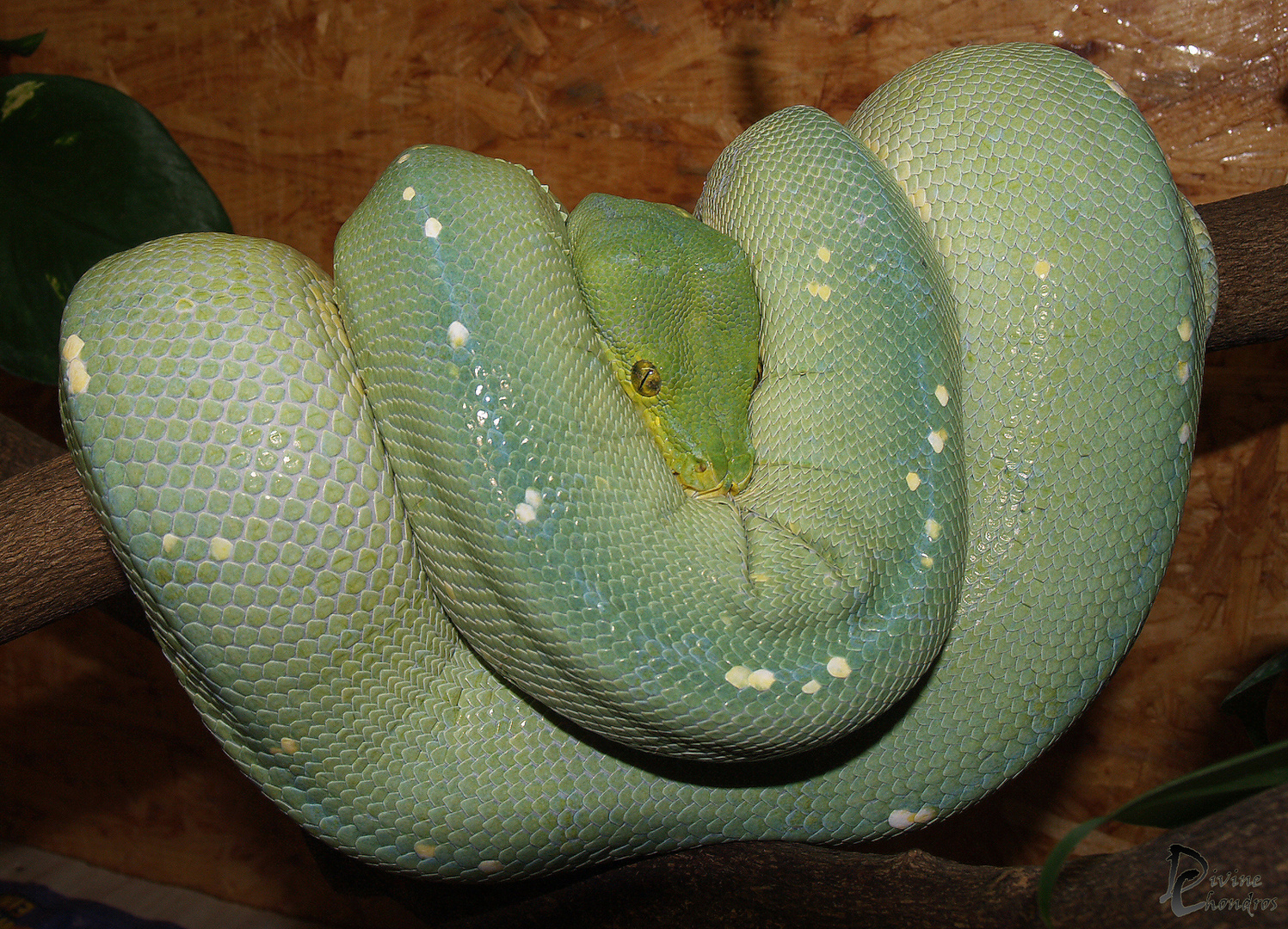 Morelia viridis 0.1 Kofiau