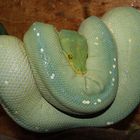 Morelia viridis 0.1 Kofiau