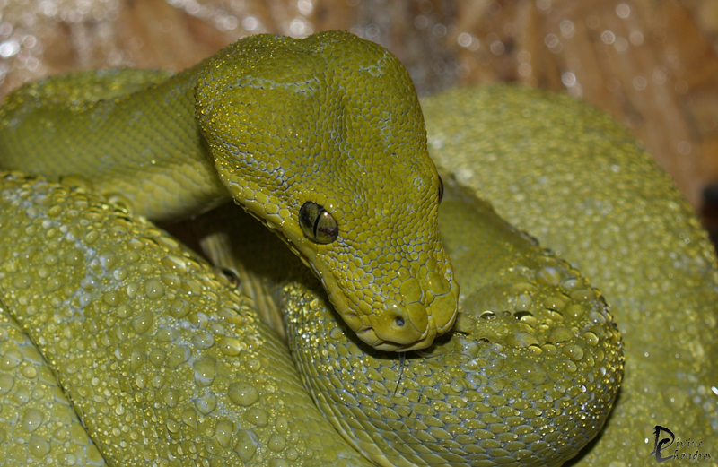 Morelia viridis 0.1 Mustard - Alia