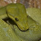 Morelia viridis 0.1 Mustard - Alia