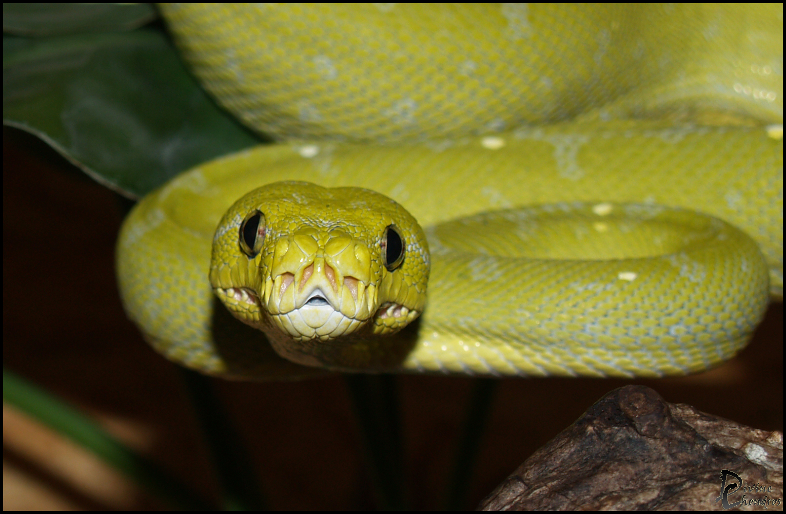 Morelia viridis 0.1 Mustard von 2009