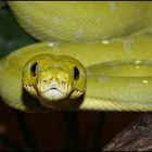 Morelia viridis 0.1 Mustard von 2009