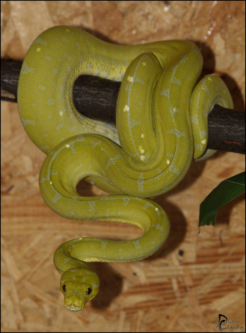 Morelia Viridis 0.1 Mustard von 2009