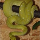 Morelia Viridis 0.1 Mustard von 2009