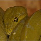 Morelia viridis 0.1 Mustard von 2009 Alia 1