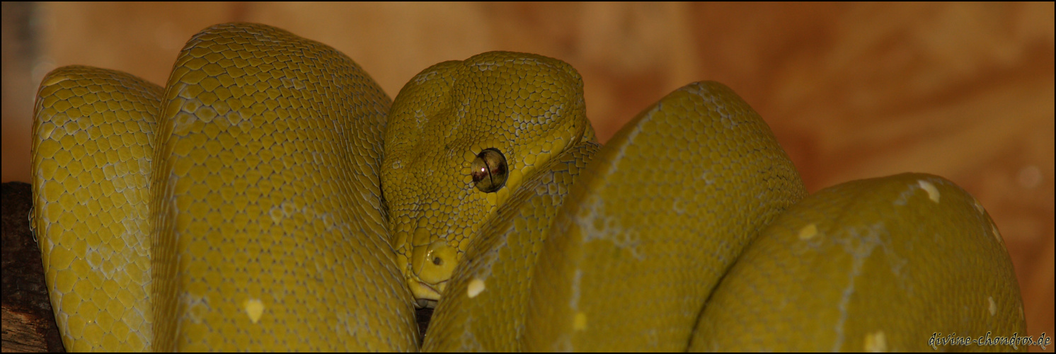 Morelia viridis 0.1 Mustard von 2009 Alia 1