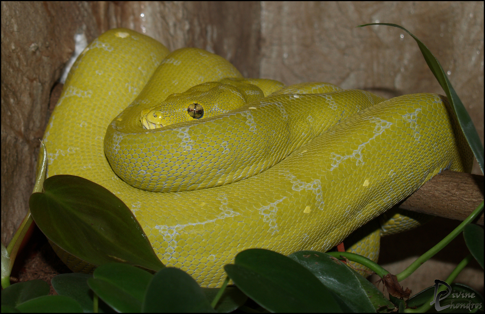 Morelia viridis 0.1 Mustard von 2009 Alia