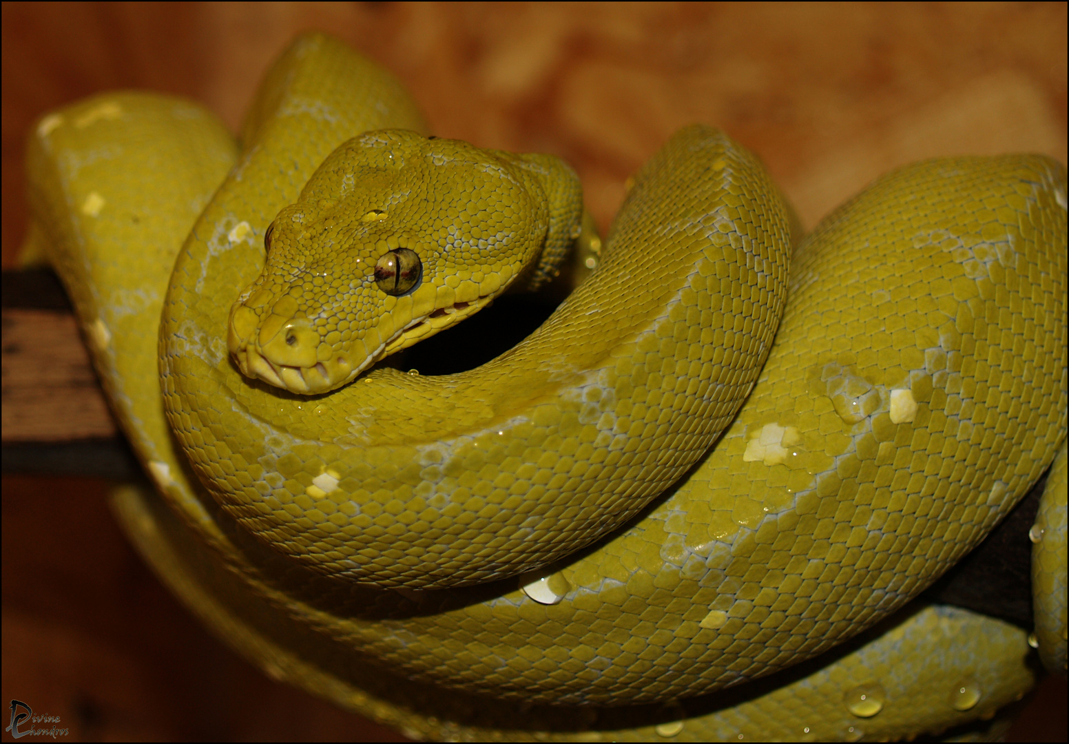 Morelia viridis 0.1 Mustard von 2009 Alia