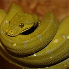 Morelia viridis 0.1 Mustard von 2009 Alia