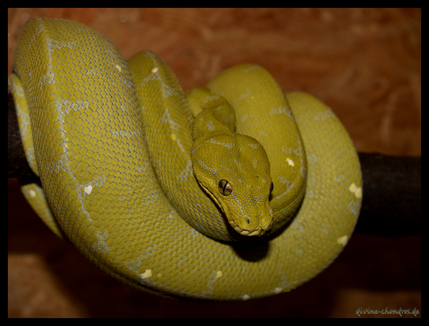 Morelia viridis 0.1 Mustard von 2009