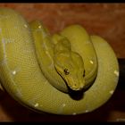 Morelia viridis 0.1 Mustard von 2009