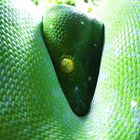 morelia viridis