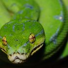 Morelia Viridis 3