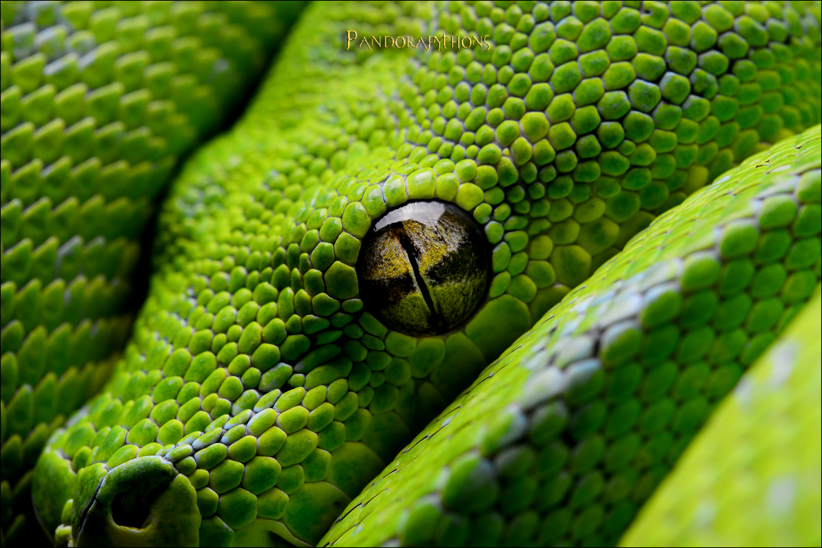 Morelia viridis