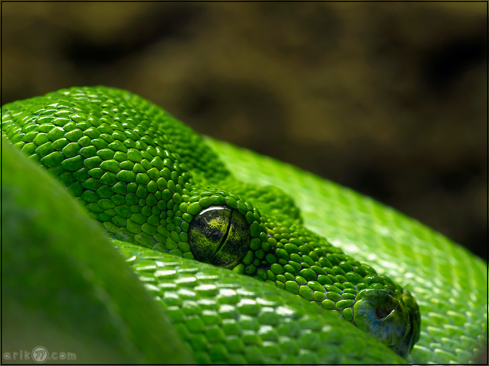 Morelia viridis