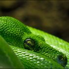 Morelia viridis