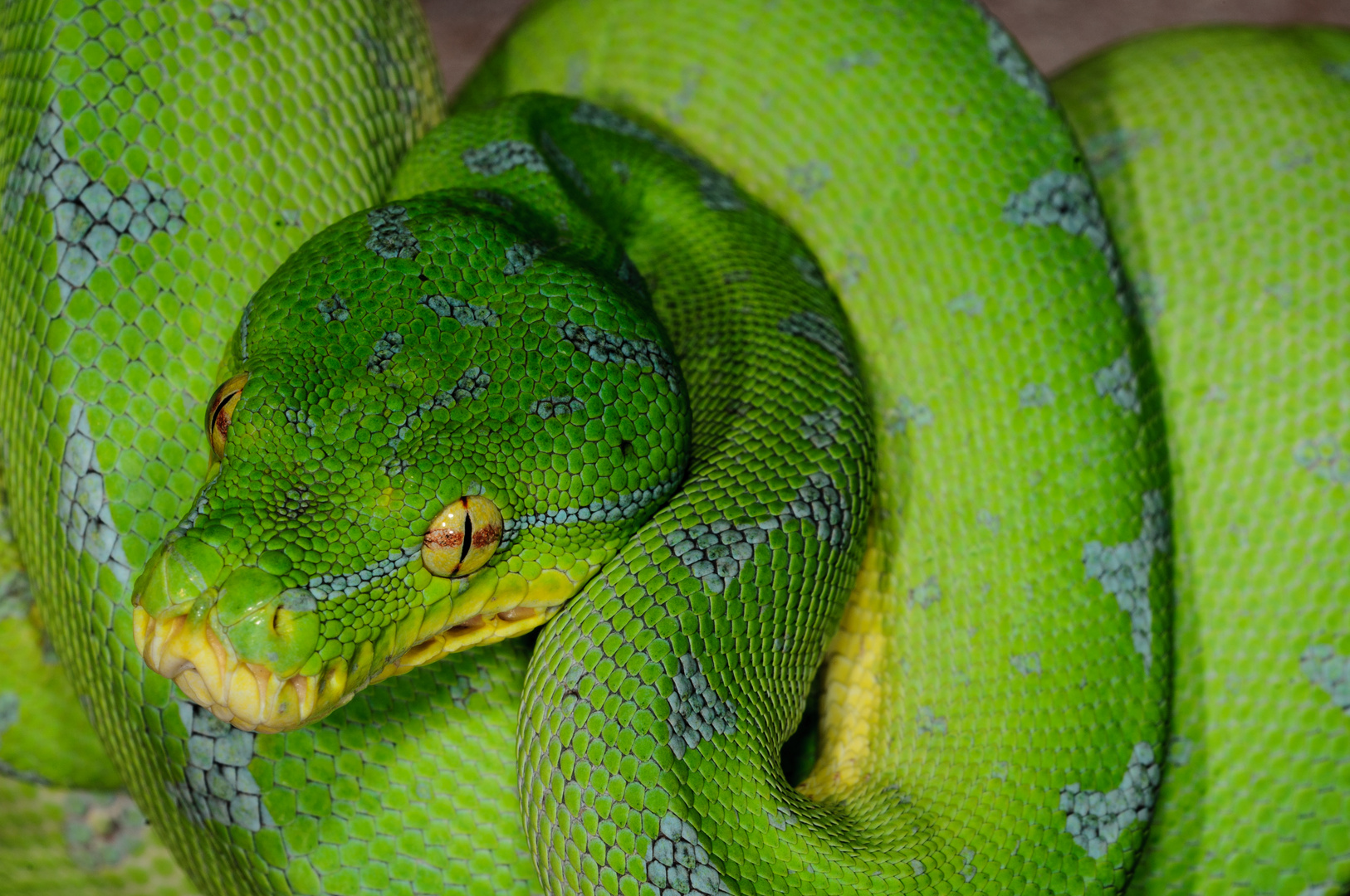 Morelia Viridis 4