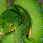 Morelia Viridis 4