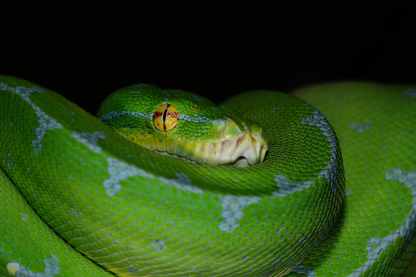 Morelia Viridis 5